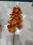 Yapay Islak Orkide Tek Dal Turuncu 88 cm 3