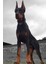 Doberman Kulak Dikleştirme Seti 3 5 - 9 Ay 5