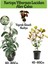 Kartopu Viburnum Lucidum 1 Adet+Alev Çalısı 1 Adet+Yaprak Güzeli Hediye Bahçe Bitkisi 1