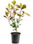 Kartopu Viburnum Lucidum 1 Adet+Alev Çalısı 1 Adet+Yaprak Güzeli Hediye Bahçe Bitkisi 3