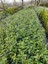 Kartopu Viburnum Lucidum 1 Adet+Alev Çalısı 1 Adet+Yaprak Güzeli Hediye Bahçe Bitkisi 5