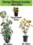 Kartopu Viburnum Lucidum 1 Adet+Alev Çalısı 1 Adet+Yaprak Güzeli Hediye Bahçe Bitkisi 1