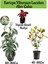Kartopu Viburnum Lucidum 1 Adet+Alev Çalısı 1 Adet+Yaprak Güzeli Hediye Bahçe Bitkisi 1