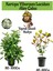 Kartopu Viburnum Lucidum 1 Adet+Alev Çalısı 1 Adet+Yaprak Güzeli Hediye Bahçe Bitkisi 1