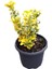 Kartopu Viburnum Lucidum 1 Adet+Altuni Taflan 1 Adet+Yaprak Güzeli Hediye Bahçe Bitkisi 3