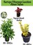 Kartopu Viburnum Lucidum 1 Adet+Altuni Taflan 1 Adet+Yaprak Güzeli Hediye Bahçe Bitkisi 1