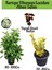 Kartopu Viburnum Lucidum 1 Adet+Altuni Taflan 1 Adet+Yaprak Güzeli Hediye Bahçe Bitkisi 1
