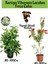 Kartopu Viburnum Lucidum 1 Adet+Fırça Çalısı 1 Adet+Yaprak Güzeli Hediye Bahçe Bitkisi 1