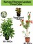 Kartopu Viburnum Lucidum 1 Adet+Fırça Çalısı 1 Adet+Yaprak Güzeli Hediye Bahçe Bitkisi 1