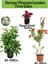 Kartopu Viburnum Lucidum 1 Adet+Fırça Çalısı 1 Adet+Yaprak Güzeli Hediye Bahçe Bitkisi 1