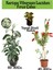 Kartopu Viburnum Lucidum 1 Adet+Fırça Çalısı 1 Adet+Yaprak Güzeli Hediye Bahçe Bitkisi 1