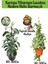 Kartopu Viburnum Lucidum 1 Adet+Hedera Helix 1 Adet+Yaprak Güzeli Hediye Bahçe Bitkisi 1