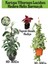 Kartopu Viburnum Lucidum 1 Adet+Hedera Helix 1 Adet+Yaprak Güzeli Hediye Bahçe Bitkisi 1