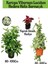 Kartopu Viburnum Lucidum 1 Adet+Hedera Helix 1 Adet+Yaprak Güzeli Hediye Bahçe Bitkisi 1