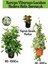 Kartopu Viburnum Lucidum 1 Adet+Hedera Helix 1 Adet+Yaprak Güzeli Hediye Bahçe Bitkisi 1