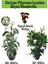Kartopu Viburnum 1 Adet+Beyaz Mandevilla 1 Adet+Yaprak Güzeli Hediye Bahçe Bitkisi 1