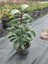 Kartopu Viburnum 1 Adet+Beyaz Mandevilla 1 Adet+Yaprak Güzeli Hediye Bahçe Bitkisi 2