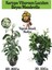 Kartopu Viburnum 1 Adet+Beyaz Mandevilla 1 Adet+Yaprak Güzeli Hediye Bahçe Bitkisi 1