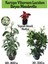 Kartopu Viburnum 1 Adet+Beyaz Mandevilla 1 Adet+Yaprak Güzeli Hediye Bahçe Bitkisi 1