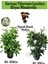 Kartopu Viburnum 1 Adet+Beyaz Mandevilla 1 Adet+Yaprak Güzeli Hediye Bahçe Bitkisi 1