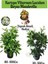 Kartopu Viburnum 1 Adet+Beyaz Mandevilla 1 Adet+Yaprak Güzeli Hediye Bahçe Bitkisi 1