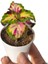 Kartopu Viburnum 1 Adet+Beyaz Mandevilla 1 Adet+Yaprak Güzeli Hediye Bahçe Bitkisi 4