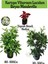 Kartopu Viburnum 1 Adet+Beyaz Mandevilla 1 Adet+Yaprak Güzeli Hediye Bahçe Bitkisi 1