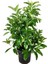 Kartopu Viburnum 1 Adet+Beyaz Mandevilla 1 Adet+Yaprak Güzeli Hediye Bahçe Bitkisi 2