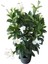 Kartopu Viburnum 1 Adet+Beyaz Mandevilla 1 Adet+Yaprak Güzeli Hediye Bahçe Bitkisi 3