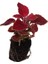 Kartopu Viburnum 1 Adet+Beyaz Mandevilla 1 Adet+Yaprak Güzeli Hediye Bahçe Bitkisi 4