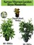 Kartopu Viburnum 1 Adet+Beyaz Mandevilla 1 Adet+Yaprak Güzeli Hediye Bahçe Bitkisi 1