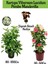 Kartopu Viburnum 1 Adet+Pembe Mandevilla 1 Adet+Yaprak Güzeli Hediye Bahçe Bitkisi 1