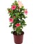 Kartopu Viburnum 1 Adet+Pembe Mandevilla 1 Adet+Yaprak Güzeli Hediye Bahçe Bitkisi 3
