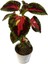Kartopu Viburnum 1 Adet+Pembe Mandevilla 1 Adet+Yaprak Güzeli Hediye Bahçe Bitkisi 4