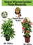 Kartopu Viburnum 1 Adet+Pembe Mandevilla 1 Adet+Yaprak Güzeli Hediye Bahçe Bitkisi 1