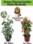 Kartopu Viburnum 1 Adet+Pembe Mandevilla 1 Adet+Yaprak Güzeli Hediye Bahçe Bitkisi 1