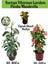 Kartopu Viburnum 1 Adet+Pembe Mandevilla 1 Adet+Yaprak Güzeli Hediye Bahçe Bitkisi 1