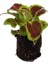 Kartopu Viburnum 1 Adet+Pembe Mandevilla 1 Adet+Yaprak Güzeli Hediye Bahçe Bitkisi 4