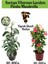 Kartopu Viburnum 1 Adet+Pembe Mandevilla 1 Adet+Yaprak Güzeli Hediye Bahçe Bitkisi 1