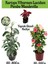Kartopu Viburnum 1 Adet+Pembe Mandevilla 1 Adet+Yaprak Güzeli Hediye Bahçe Bitkisi 1