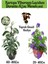 Kartopu Viburnum 1 Adet+Duranta Ağaç Menkşesi1 Adet+Yaprak Güzeli Hediye Bahçe Bitkisi 1
