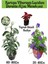 Kartopu Viburnum 1 Adet+Duranta Ağaç Menkşesi1 Adet+Yaprak Güzeli Hediye Bahçe Bitkisi 1