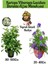 Kartopu Viburnum 1 Adet+Duranta Ağaç Menkşesi1 Adet+Yaprak Güzeli Hediye Bahçe Bitkisi 1