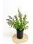 Kartopu Viburnum 1 Adet+Duranta Ağaç Menkşesi1 Adet+Yaprak Güzeli Hediye Bahçe Bitkisi 3