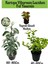 Kartopu Viburnum 1 Adet+Kokulu Ful Yasemin 1 Adet+Yaprak Güzeli Hediye Bahçe Bitkisi 1