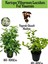 Kartopu Viburnum 1 Adet+Kokulu Ful Yasemin 1 Adet+Yaprak Güzeli Hediye Bahçe Bitkisi 1