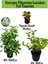 Kartopu Viburnum 1 Adet+Kokulu Ful Yasemin 1 Adet+Yaprak Güzeli Hediye Bahçe Bitkisi 1