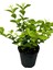 Kartopu Viburnum 1 Adet+Kokulu Ful Yasemin 1 Adet+Yaprak Güzeli Hediye Bahçe Bitkisi 3