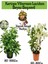 Kartopu Viburnum 1 Adet+Beyaz Begonvil 1 Adet+Yaprak Güzeli Hediye Bahçe Bitkisi 1