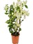 Kartopu Viburnum 1 Adet+Beyaz Begonvil 1 Adet+Yaprak Güzeli Hediye Bahçe Bitkisi 3
